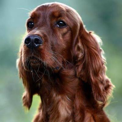 
how long can you leave an irish setter alone