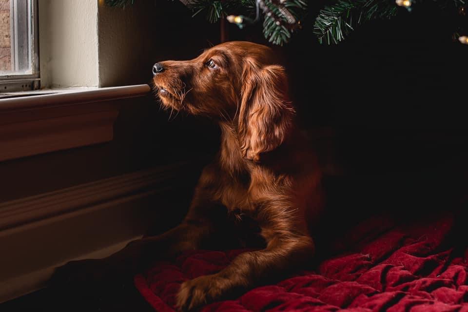 How Long Can You Leave An Irish Setter Alone?