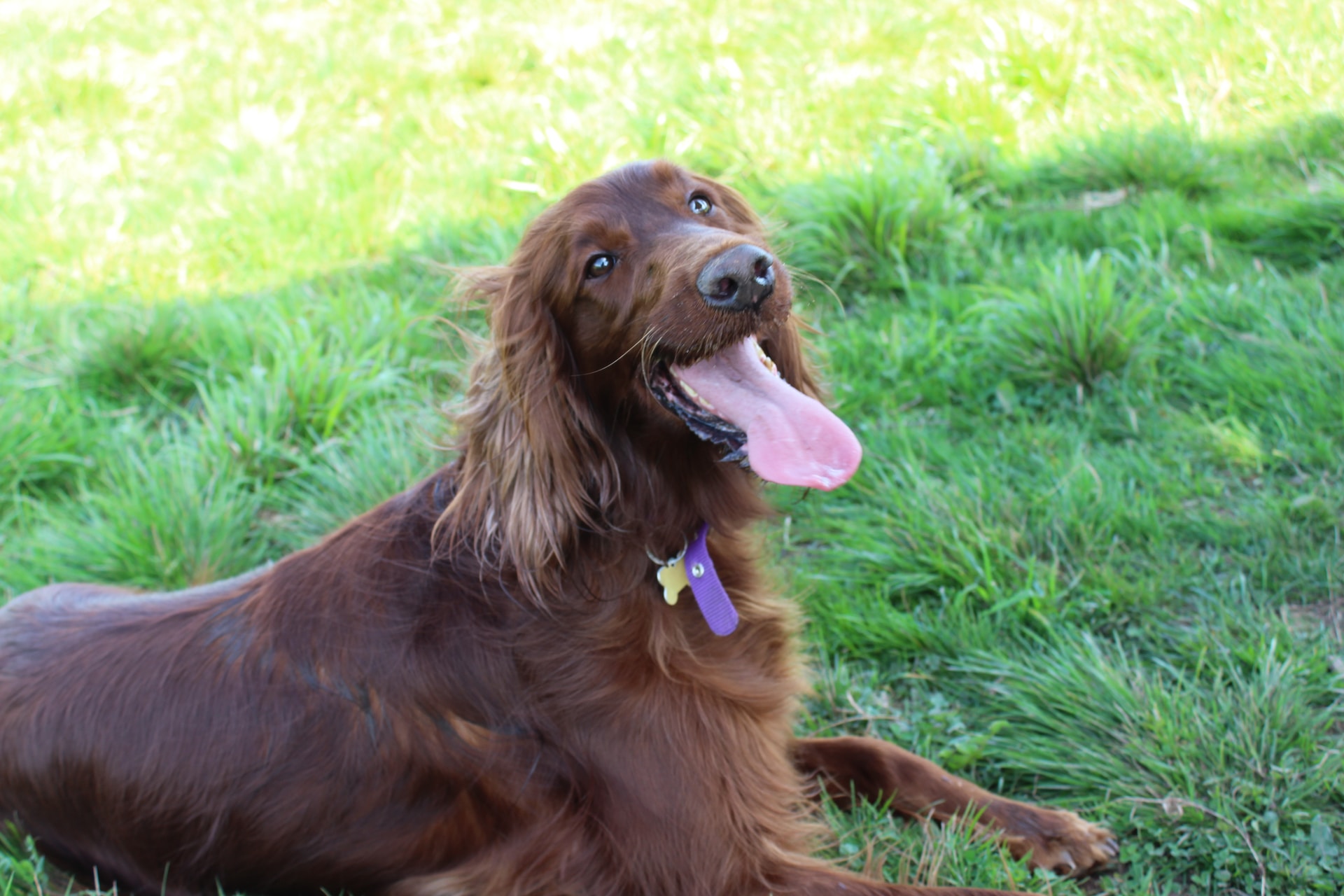 how to help my irish setter lose weight