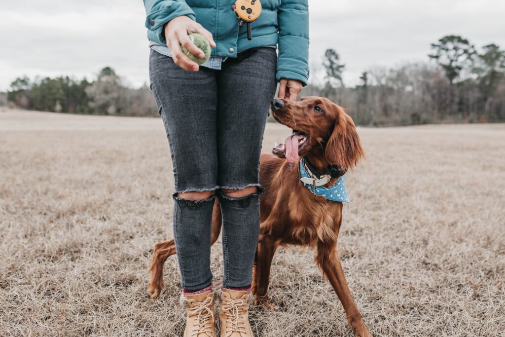 why are irish setter always shaking