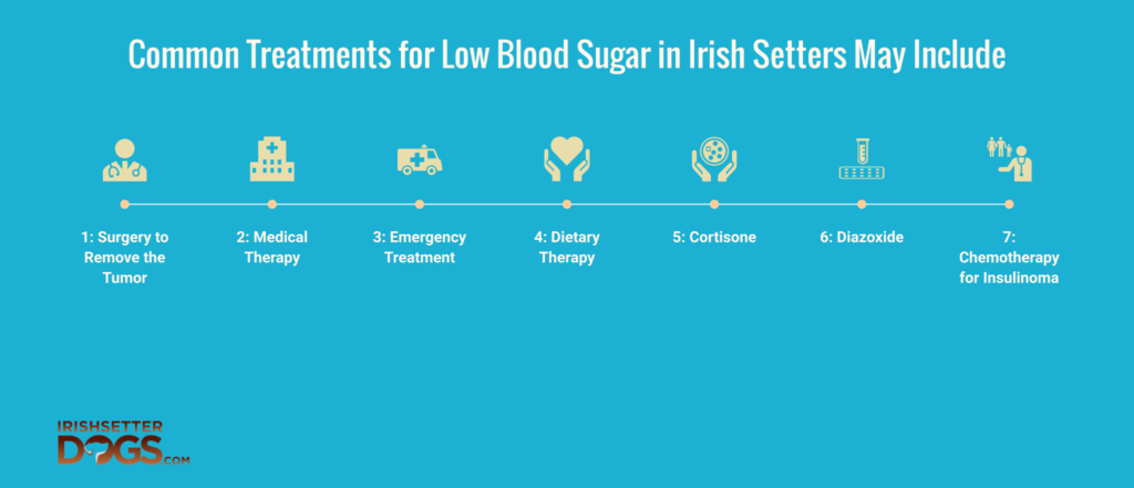 low blood sugar in irish setters