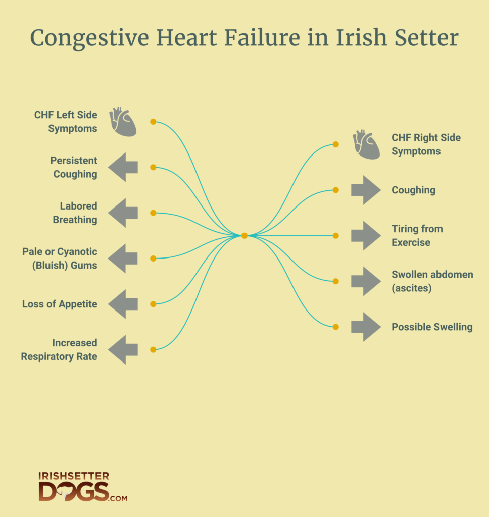 congestive heart failure in irish setter