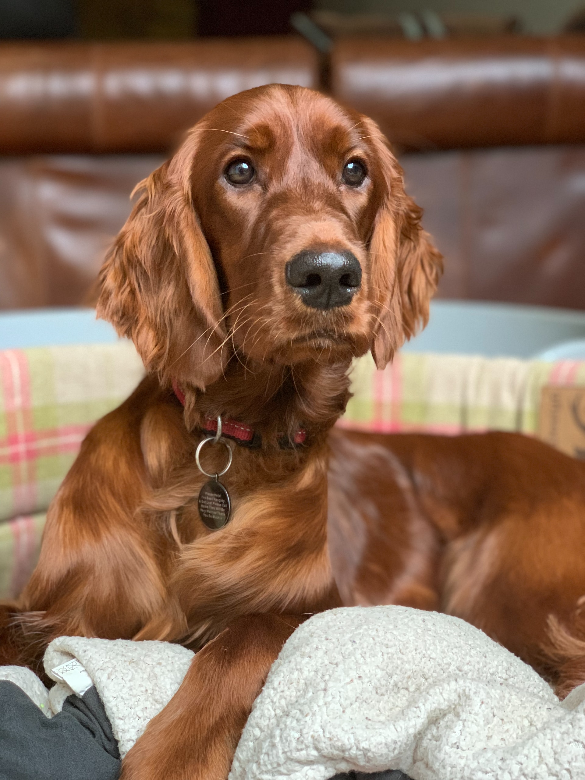 what to give an irish setter for pain