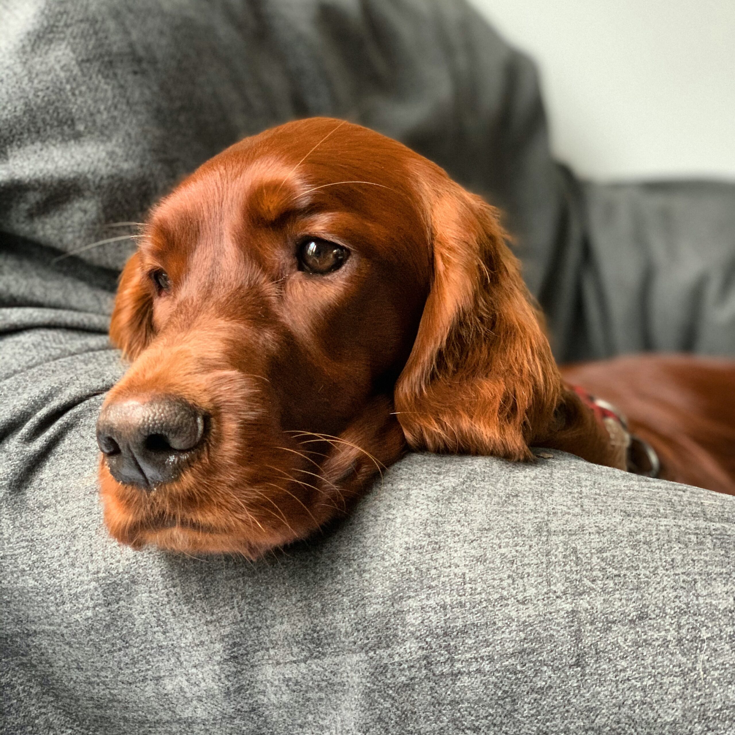 signs your irish setter is dying