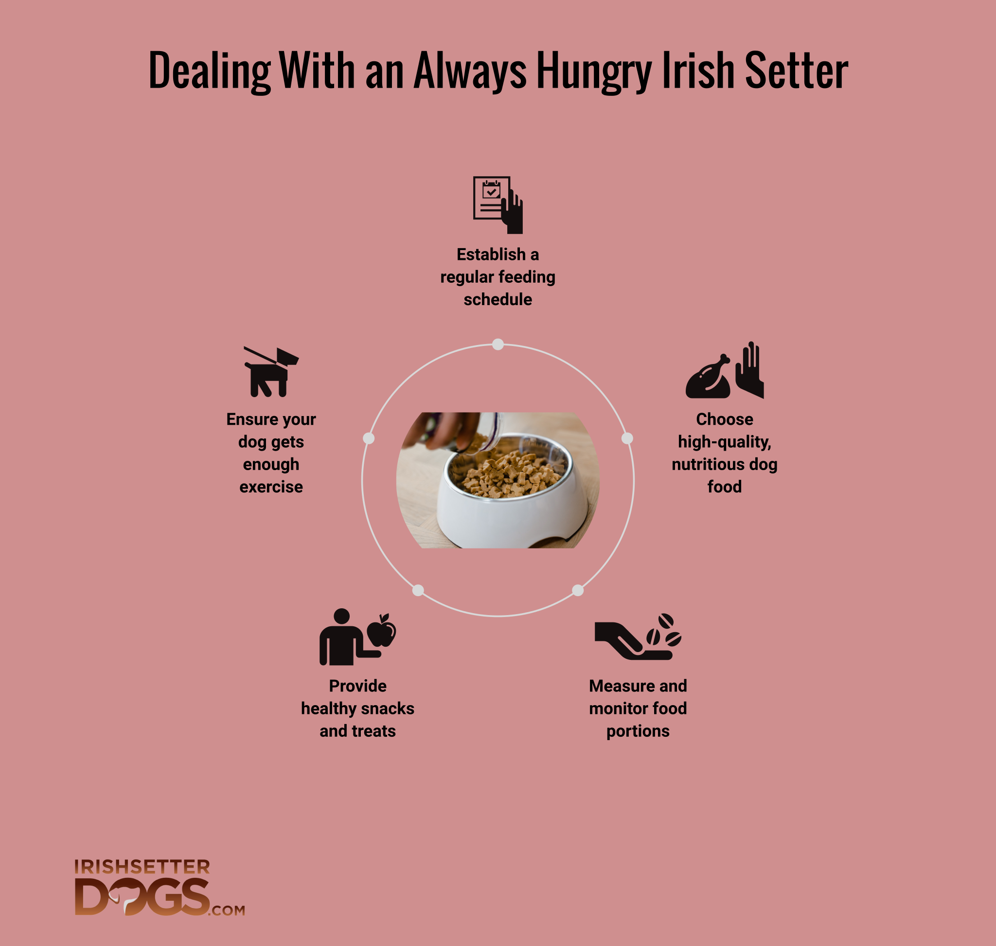 How to Deal With an Irish Setter That is Always Hungry