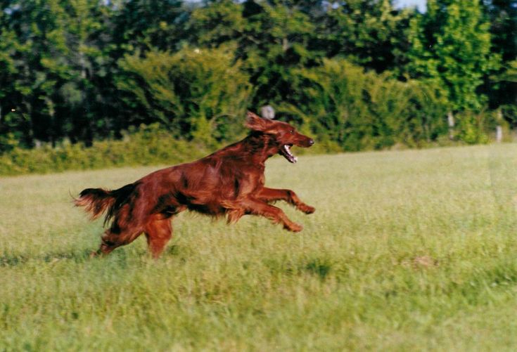 irish setter scent-tracking