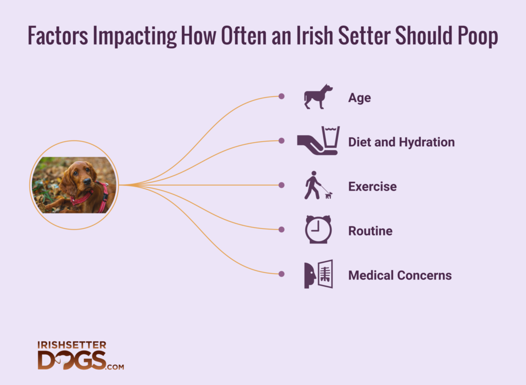 how often should an irish setter poop