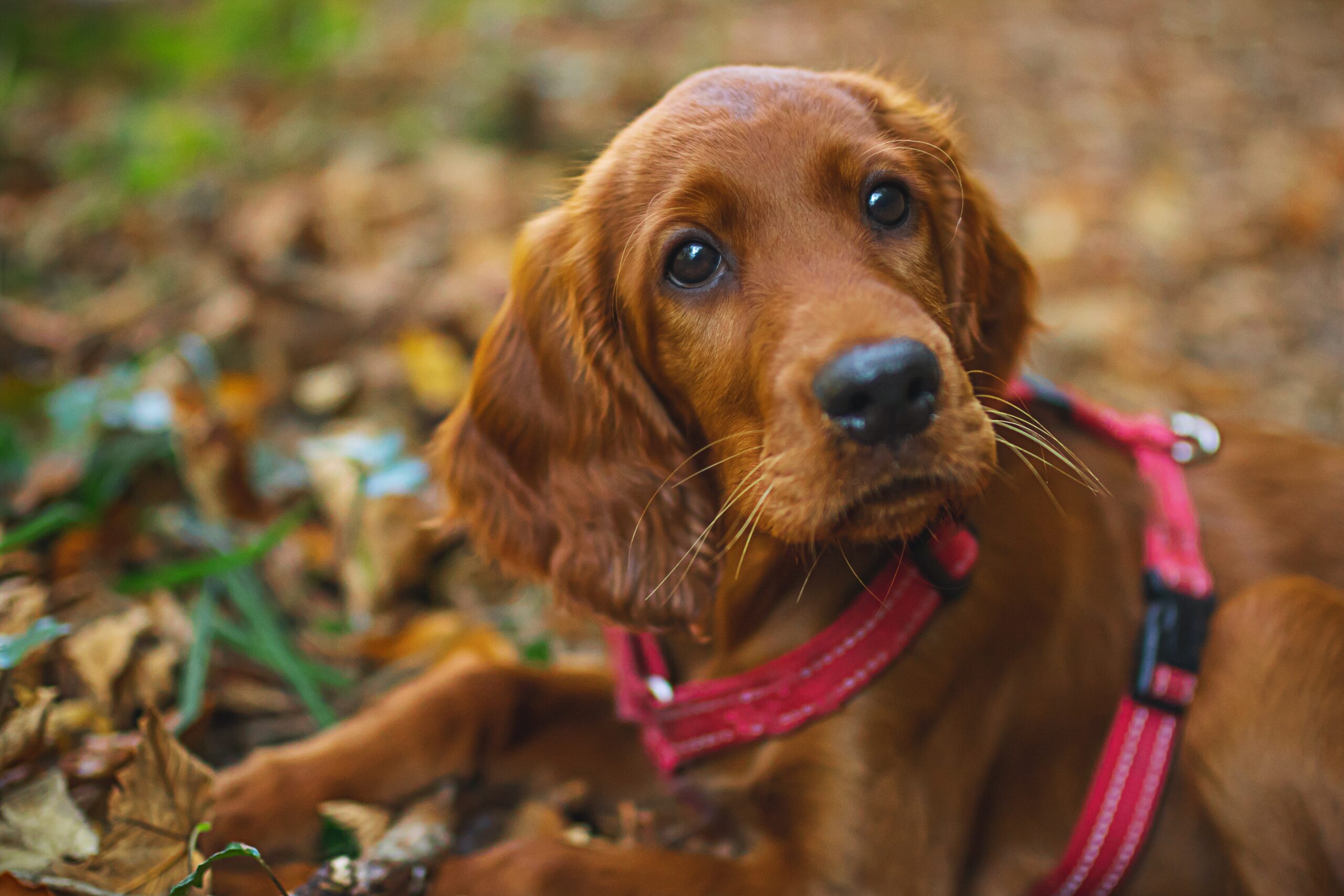 why do irish setters die suddenly