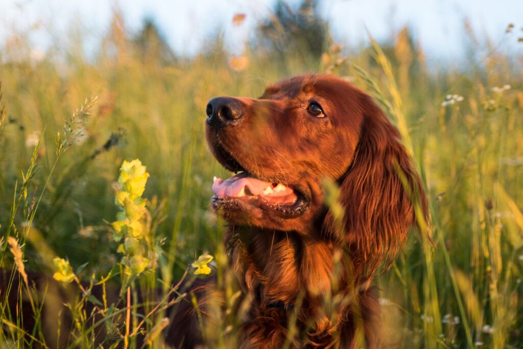 why do irish setter growl so much