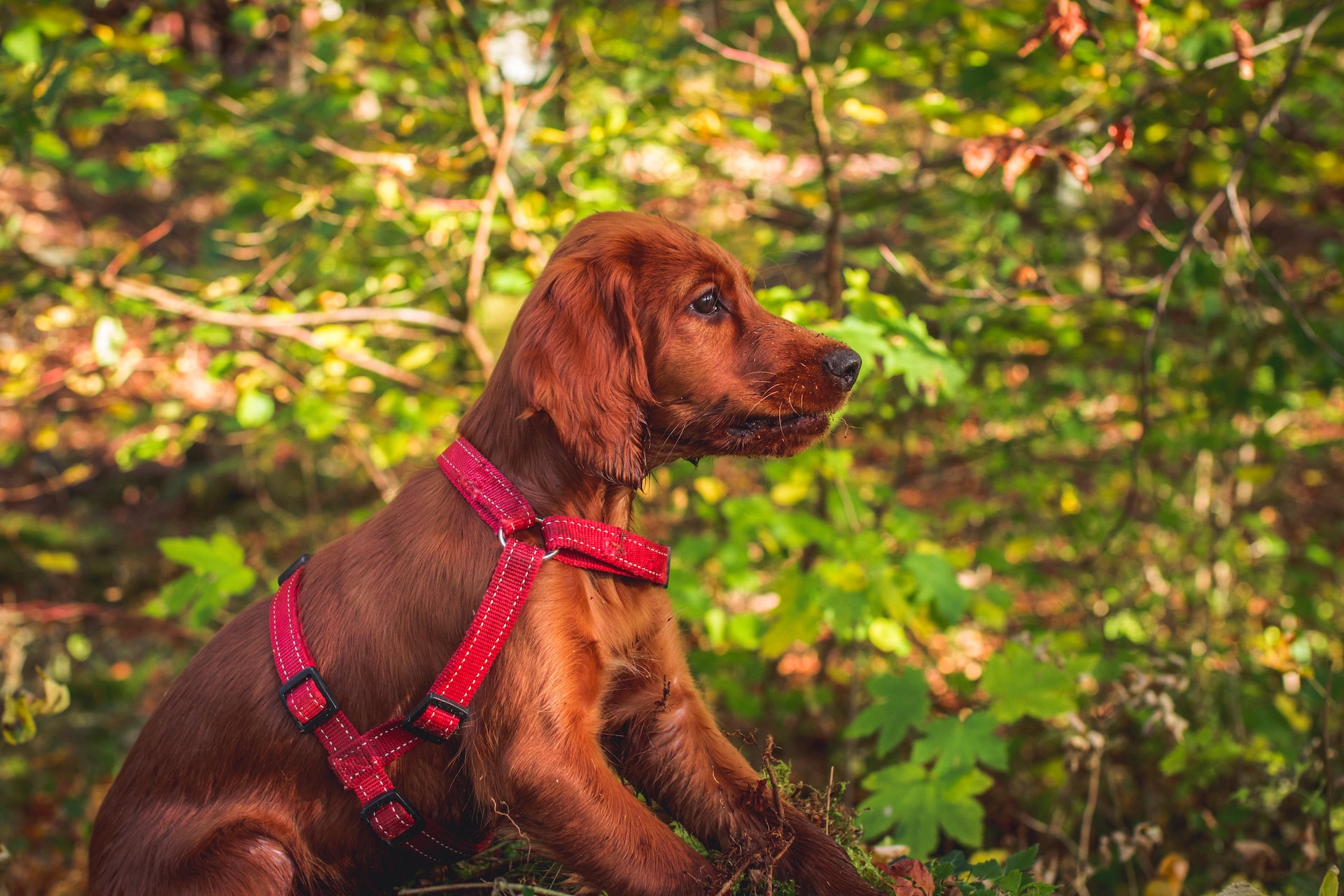 how to tame an aggressive irish setter