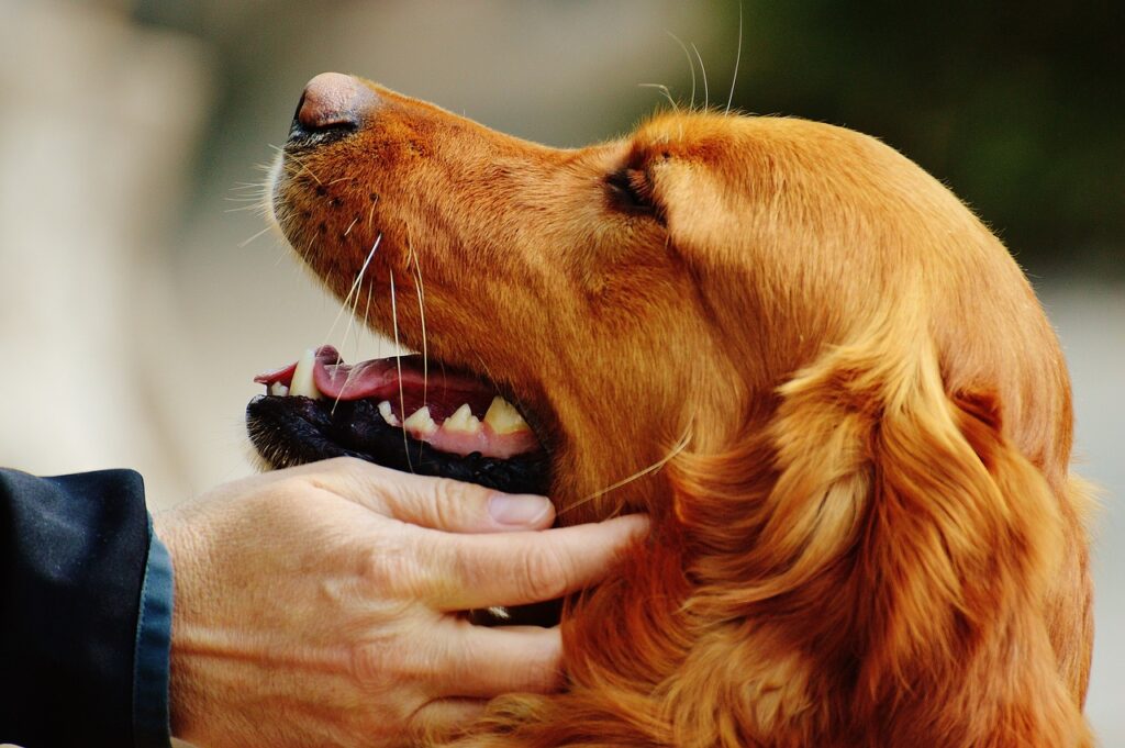 irish setter desctructive behavior