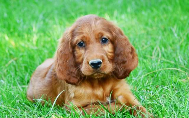 how to train an irish setter puppy not to bite