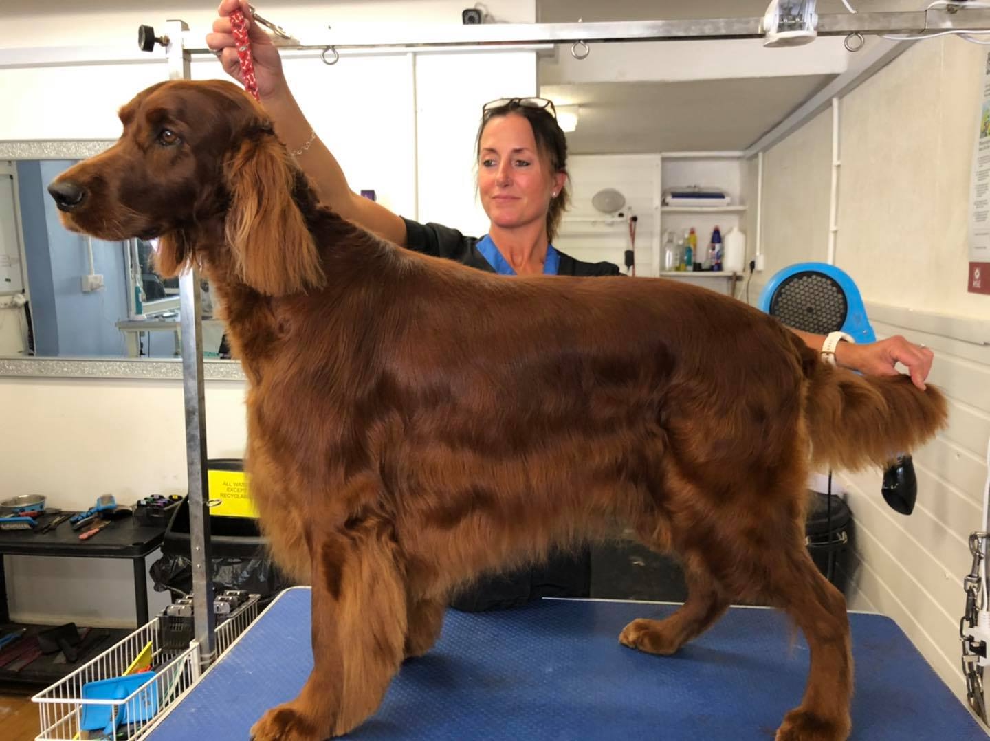 how to calm your irish setter for grooming