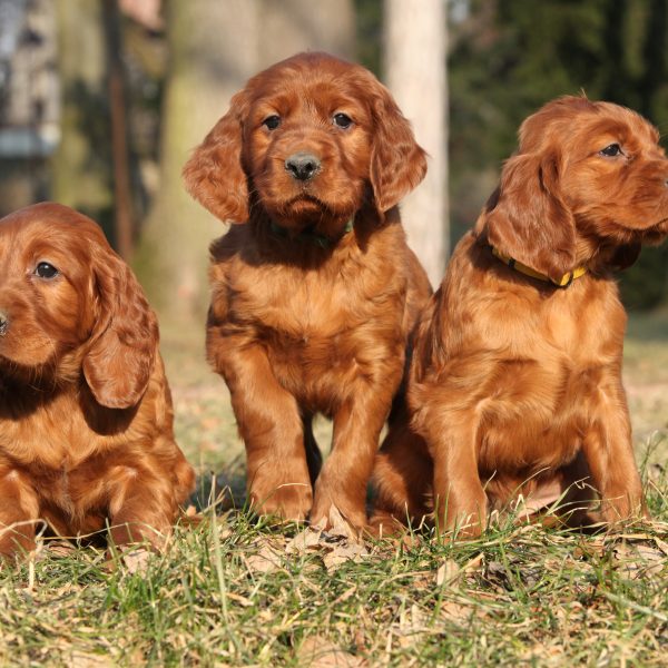 how to identify a good irish setter puppy