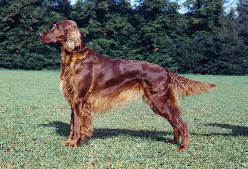 when to neuter irish setter