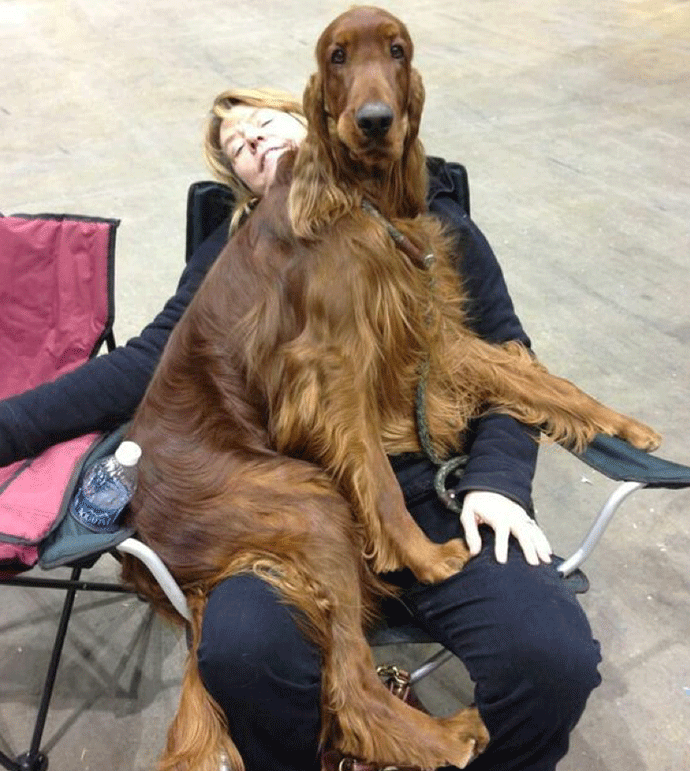 why does my irish setter sit on me