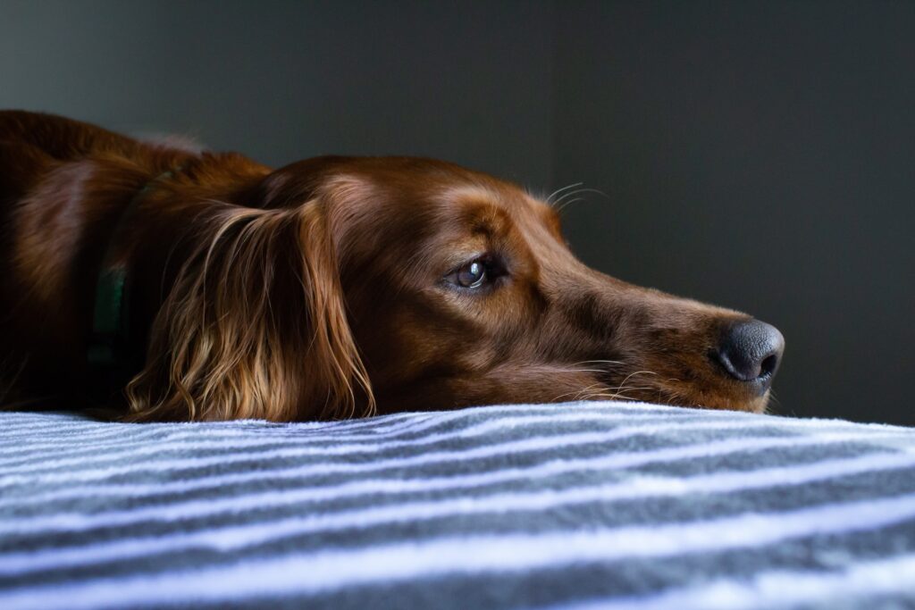 how to help my irish setter lose weight