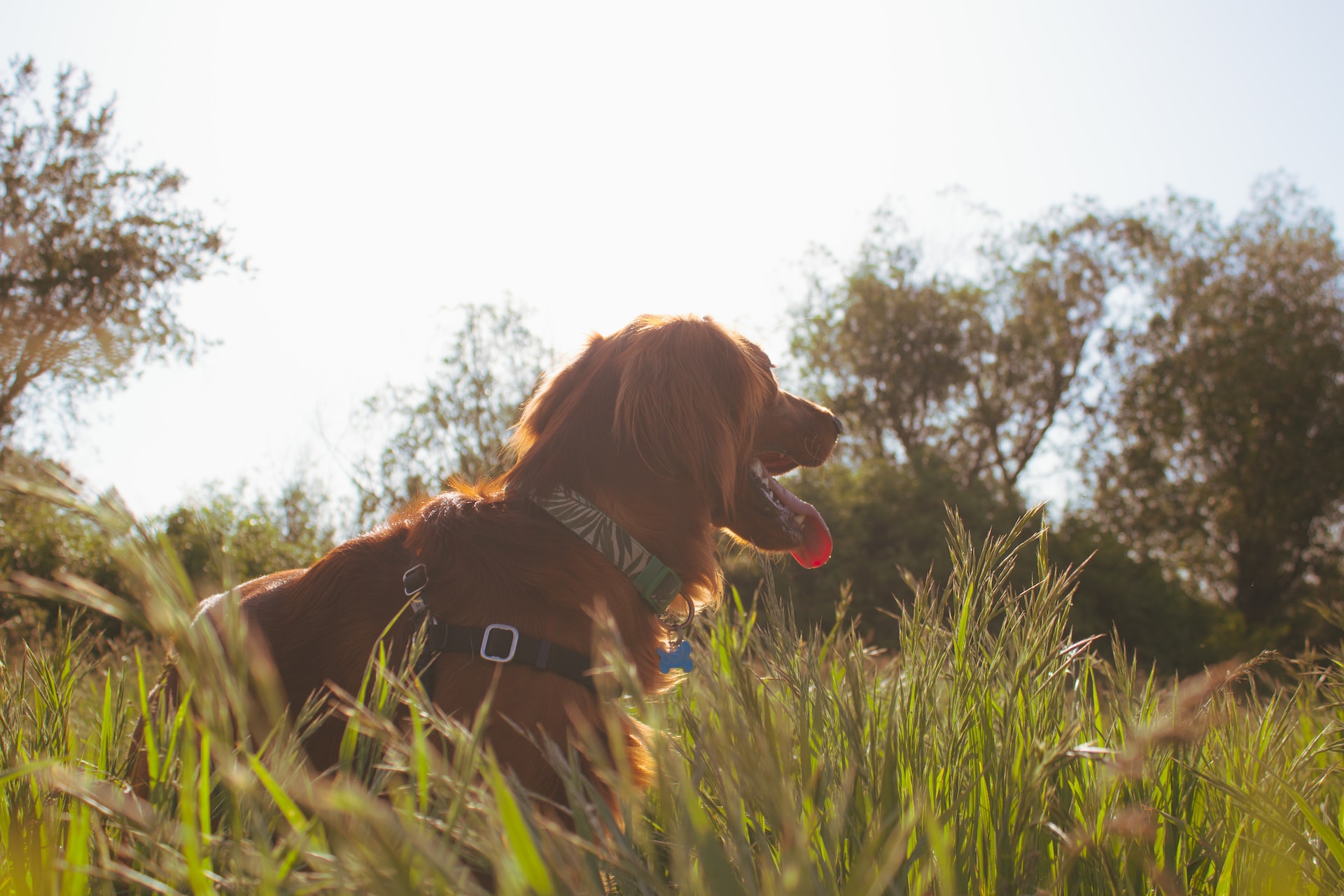 how to boost immune system in irish setters
