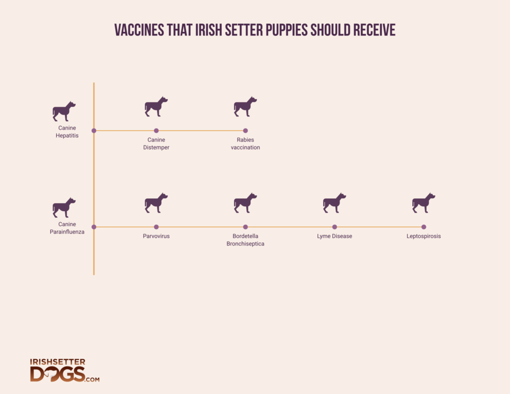 when can irish setter puppies get their first shots