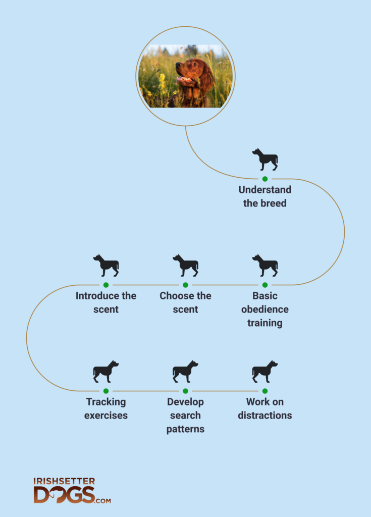 irish setter scent-tracking