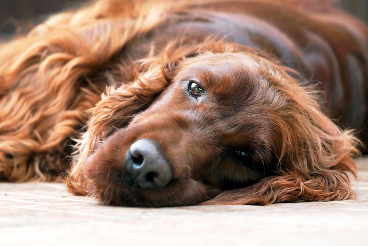 What Temperature Is Too Hot for Irish Setters