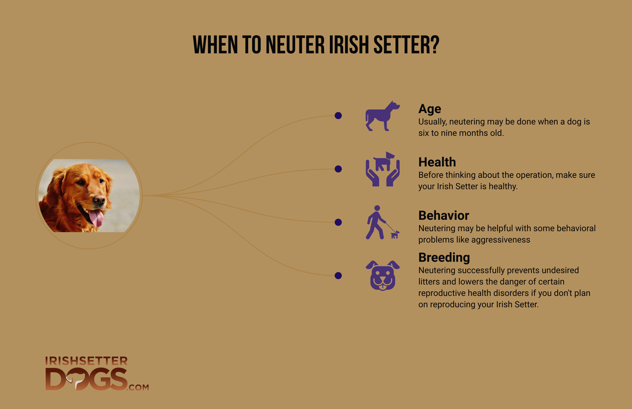 The Optimal Time to Neuter Your Irish Setter: A Guide to Timing the ...