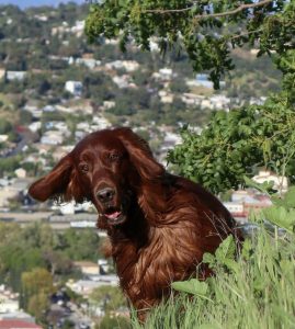 how to handle an Irish Setter's barking