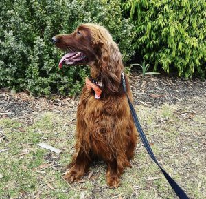 how to handle an Irish Setter's barking