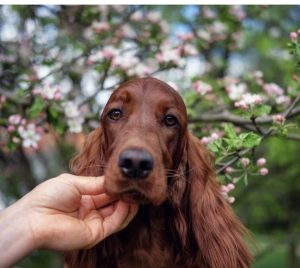 how to handle an Irish Setter's barking