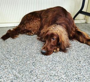 sleep problem in irish setters