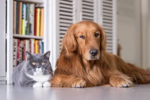 irish setter and cats