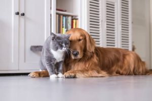 irish setter and cats