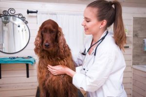 is a Red Setter the same as an Irish Setter