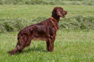 Irish setter and standard poodle mix