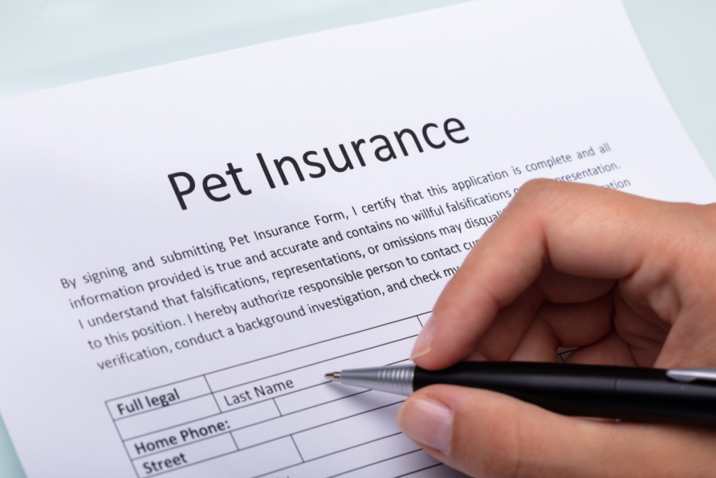 best pet insurance for irish setter