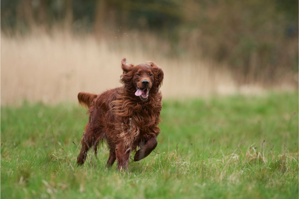 are irish setters prone to certain genetic conditions