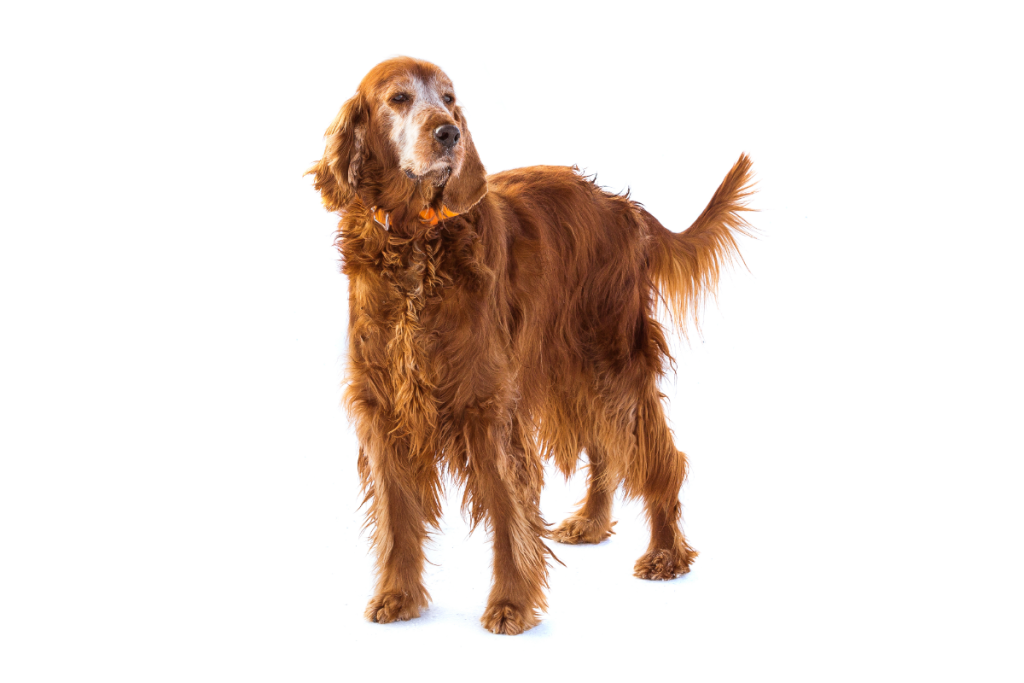 urinary tract infection in irish setter