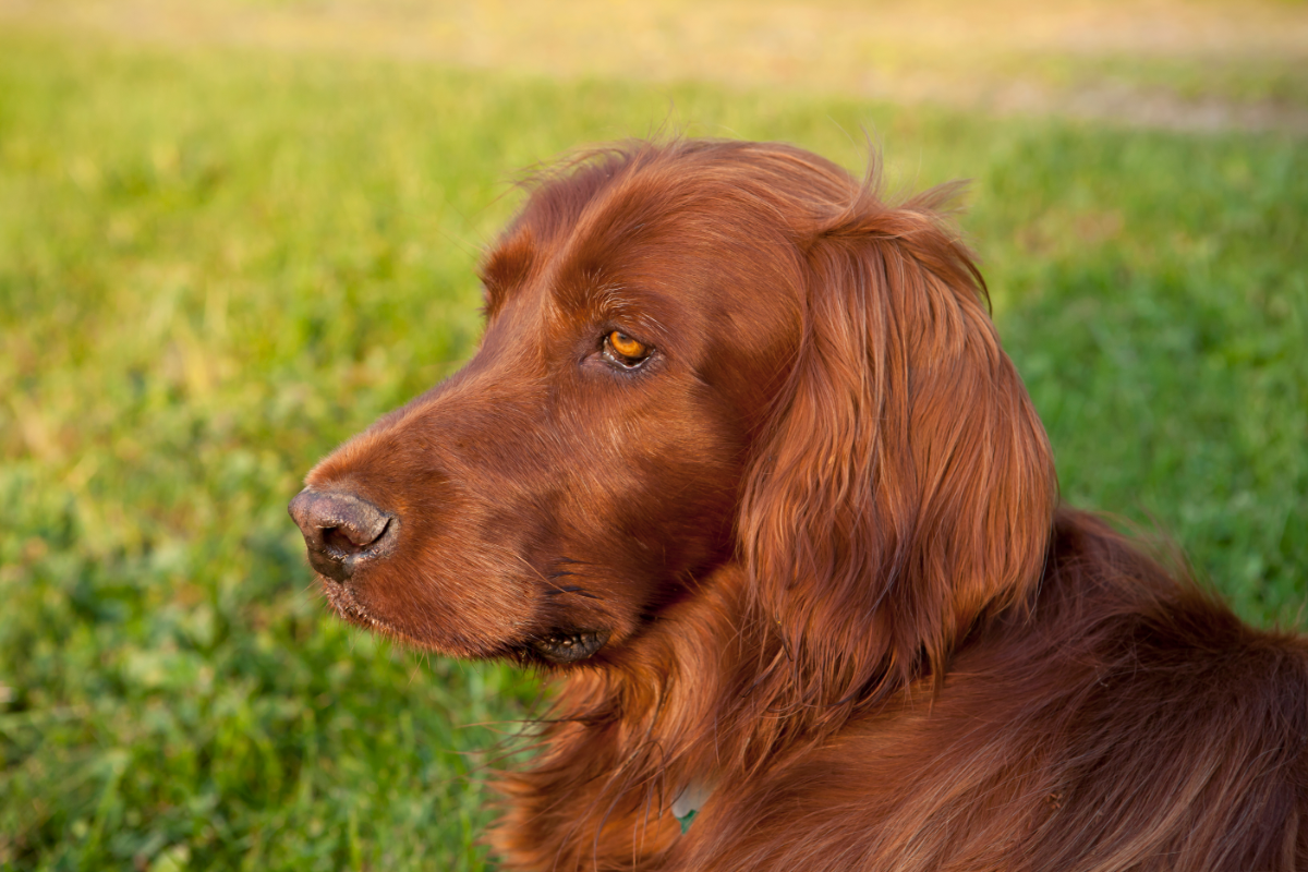 what causes deafness in irish setter