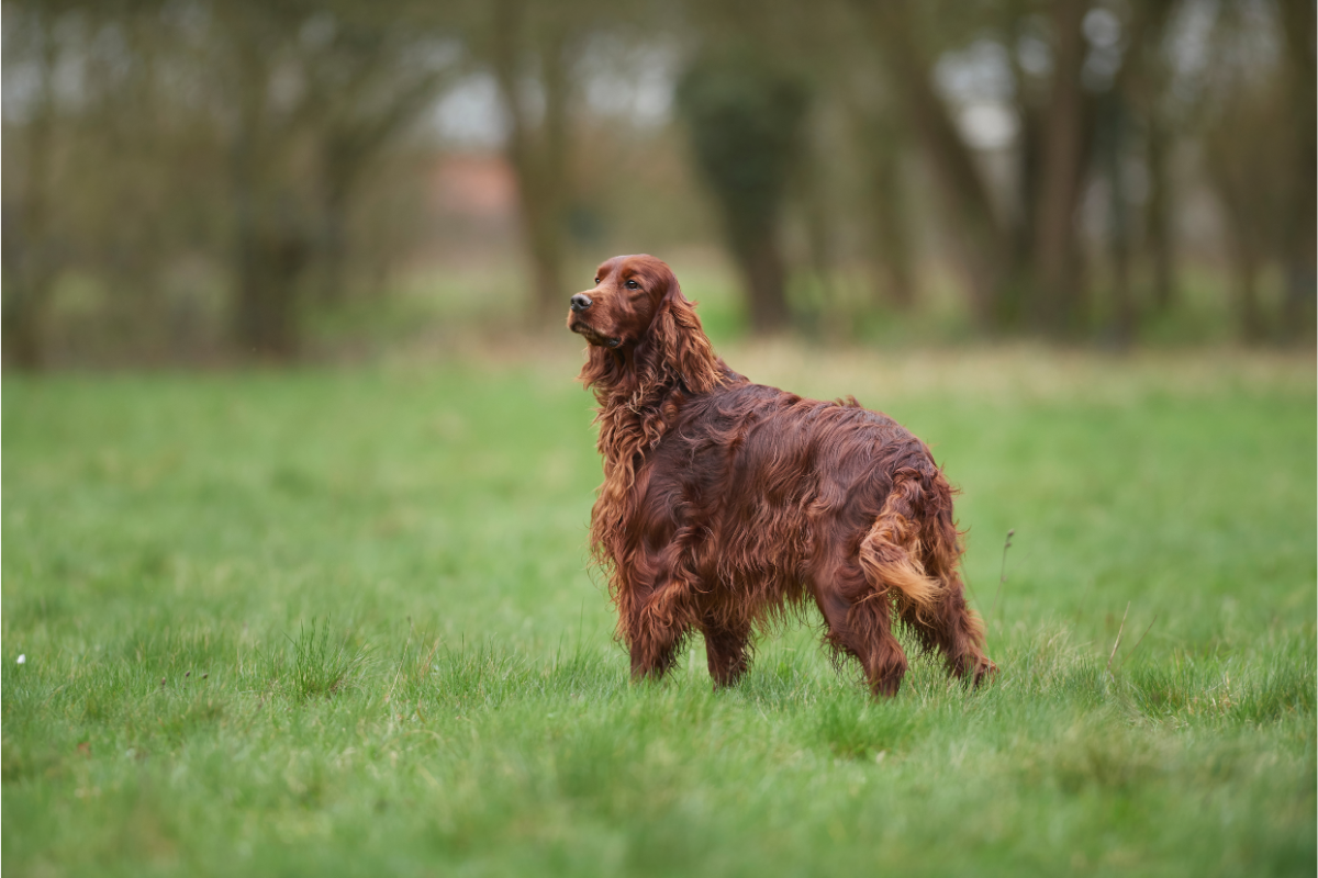 are irish setters prone to certain genetic conditions