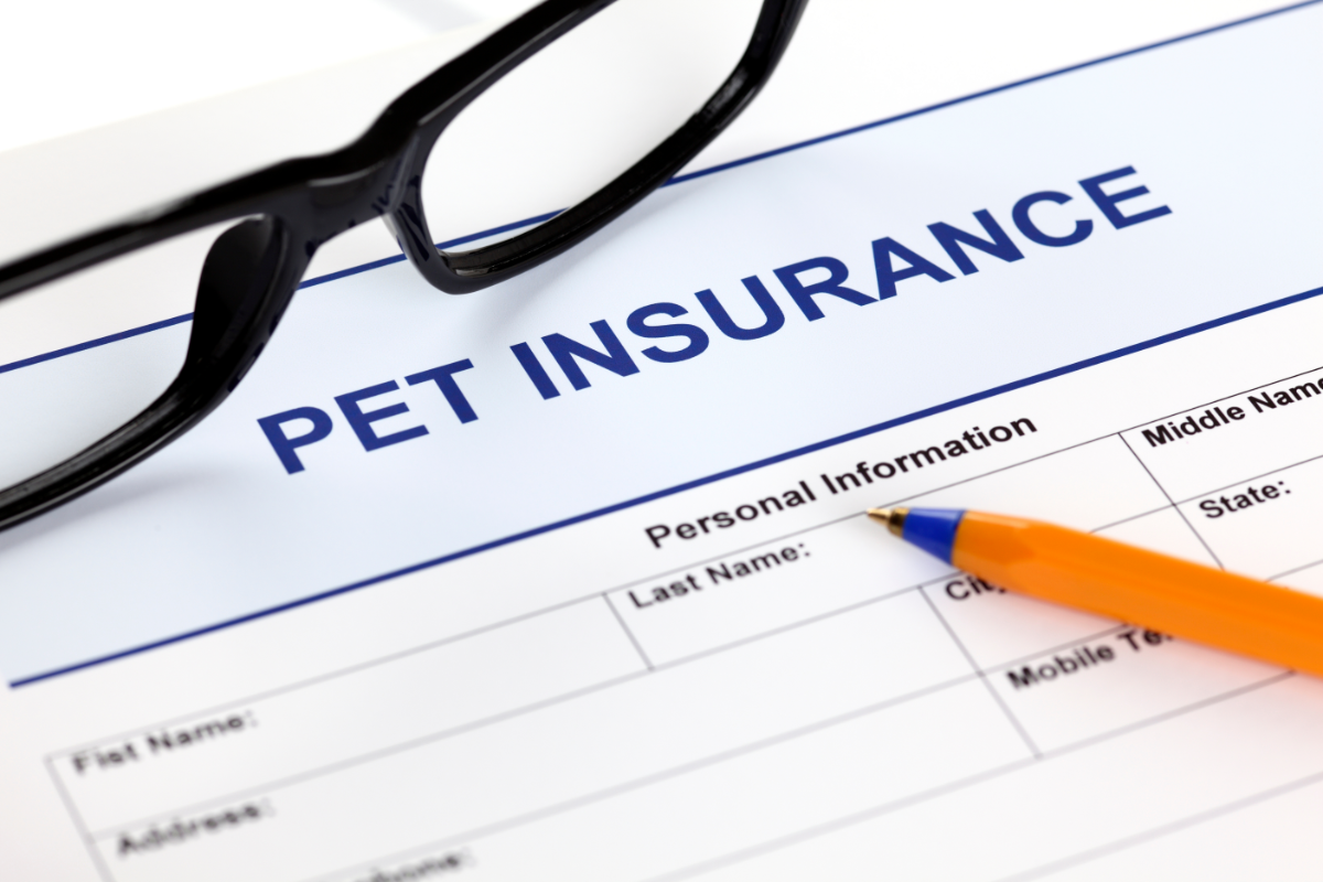 best pet insurance for irish setter