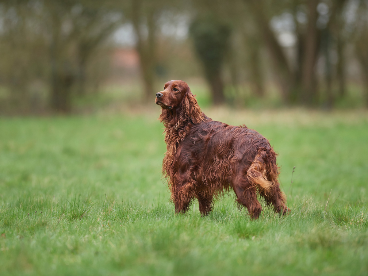 do irish setters get lost easily