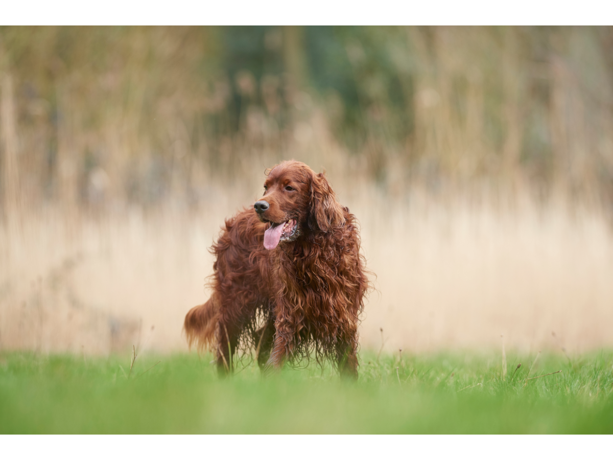 Lost and Found: Understanding Why Irish Setters Get Lost Easily and How ...