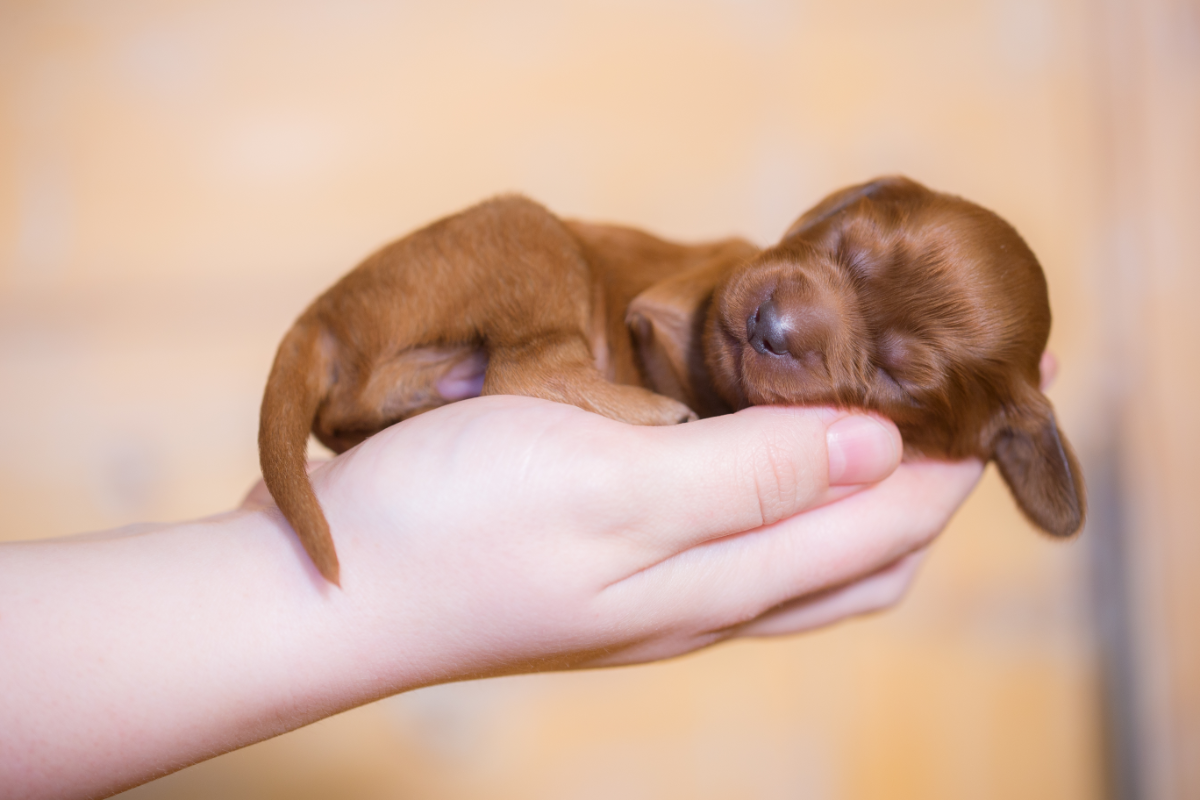 how to take care of newborn irish setter puppies