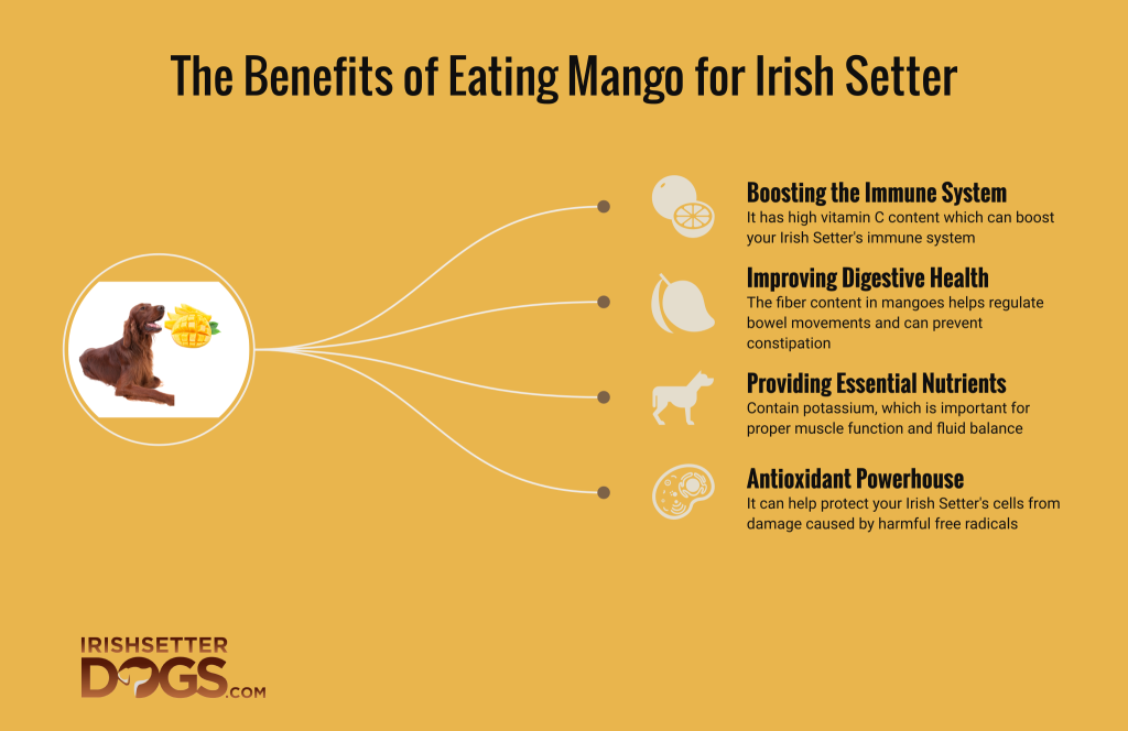 can irish setter eat mango