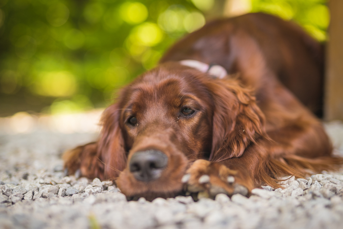 urinary tract infection in irish setter
