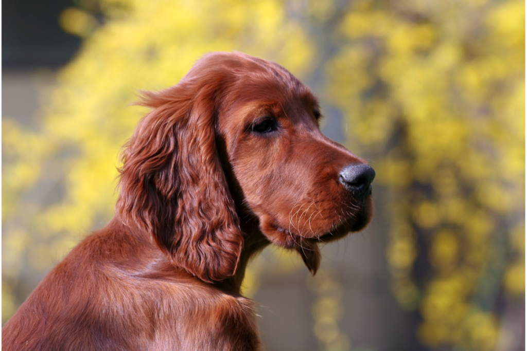 what causes deafness in irish setter