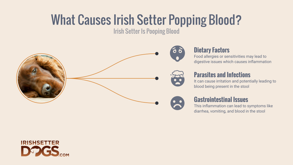 irish setter is pooping blood